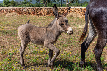 Donkey calf looking, behind its mother. Tabuyo del Monte, Leon, Spain.