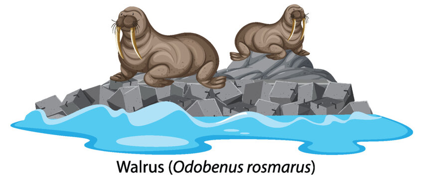 Walrus cartoon on isolated rock island