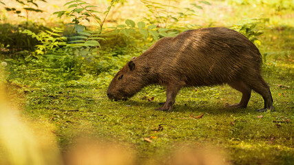 Capybara (Hydrochoerus hydrochaeris) eats grass. Place for text.
