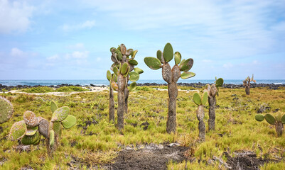 Galapagos Island primeval landscape with Giant opuntia (Opuntia galapageia) on Santa Cruz Island,...