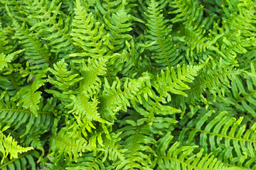 Naklejka na ściany i meble Common centipede or sweet fern, polypodium vulgare, green foliage, top view