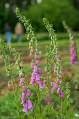 beautiful flower of lilac bluebell in the garden