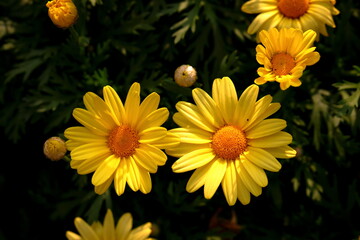 Full blooming yellow Chrysanthemum flowers in the garden	