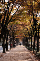 Autumn street in Incheon Grand Park