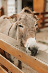 Portrait of gray donkey in farm