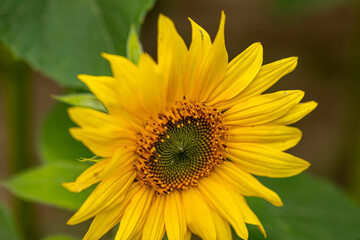 Obraz premium kleine Sonnenblume