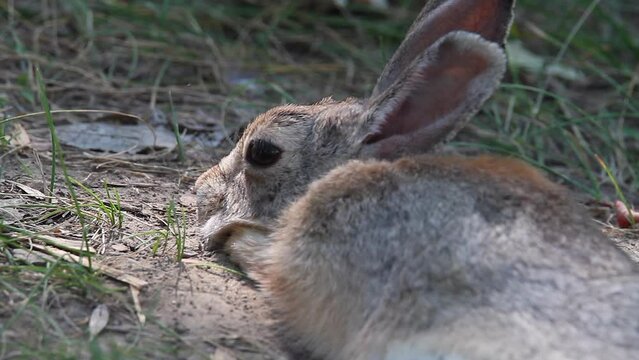 Close-up view: Cottontail bunny rests in shady soil on hot sunny day