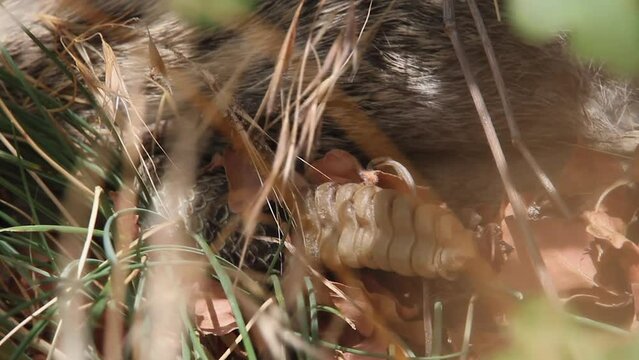 Close-up macro: Snake with large prey shakes rattle tail in bushes