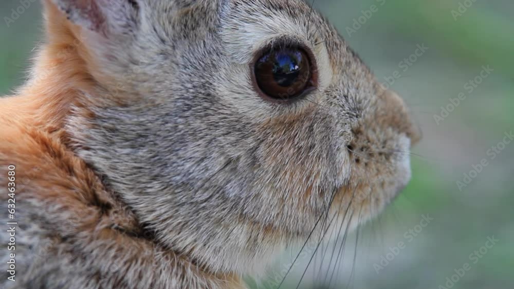 Poster full frame close up: macro view of cottontail rabbit face in profile