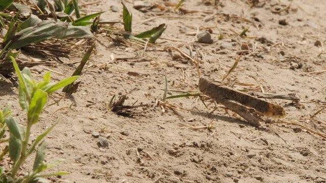 Sunny close up: Ant investigates grasshopper eating blade of grass