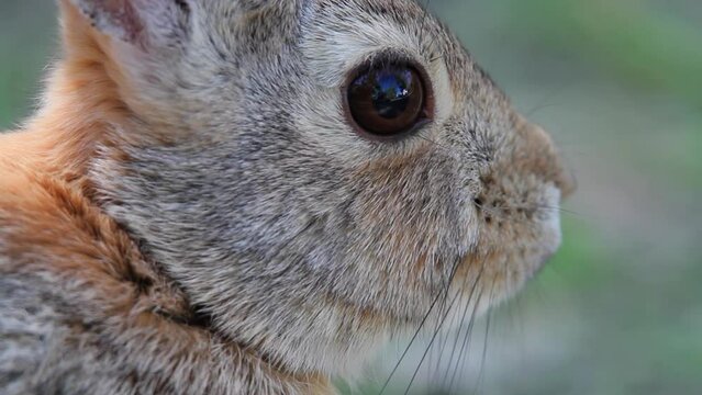 Full frame close up: Macro view of cottontail rabbit face in profile