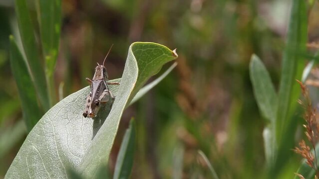 Macro grasshopper perches on shiny green leaf on sunny, breezy day