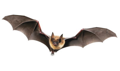 Flying bat isolated on transparent or white background, png