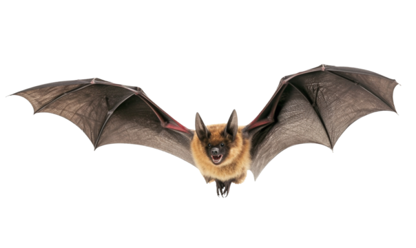 Flying bat isolated on transparent or white background, png
