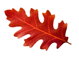 Red autumn oak leaf isolated on transparent or white background, png