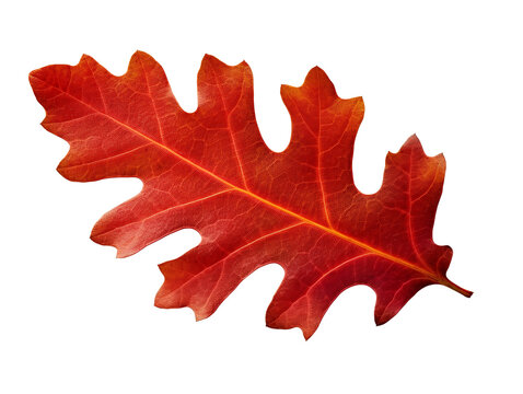 Red autumn oak leaf isolated on transparent or white background, png