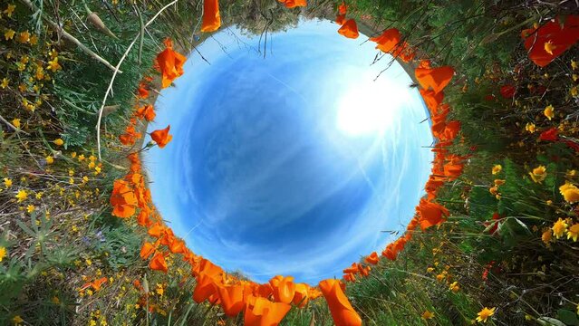 California Poppy Reserve Antelope Valley Tiny Planet 05 California USA