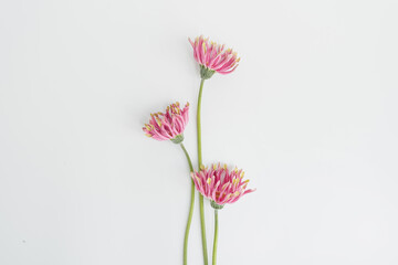 Delicate pink gerbera flowers bouquet on white background. Aesthetic close up view floral...