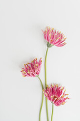 Beautiful pink gerber flowers on white background. Aesthetic minimal floral composition