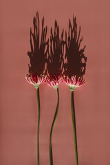 Delicate pink gerber flowers with sun light shades on salmon pink background. Aesthetic close up...