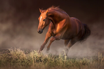 Red horse free run