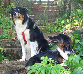 two dogs talking together calming signals
