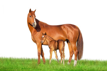 Mare and foal isolated on white