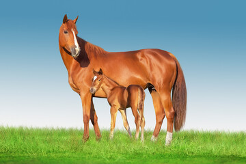 Mare and foal standing on green field - obrazy, fototapety, plakaty