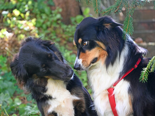 two dogs talking together calming signals