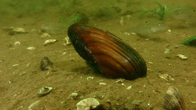 Freshwater Painter's mussel (Unio pictorum), half buried in the ground, close-up.