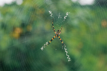 The spider climbs in the web on green nature background. shot of a spider sitting in a spider web in  the garden. .The World Most Beautiful Flora and Faunas.