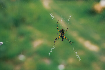 The spider climbs in the web on green nature background. shot of a spider sitting in a spider web in  the garden. .The World Most Beautiful Flora and Faunas.