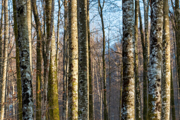 Tall tree trunks in forest, woodland landscape in winter