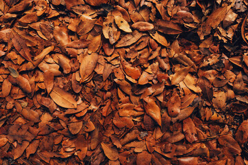 Various brown autumn leaves on the ground as seasonal foliage background, top view