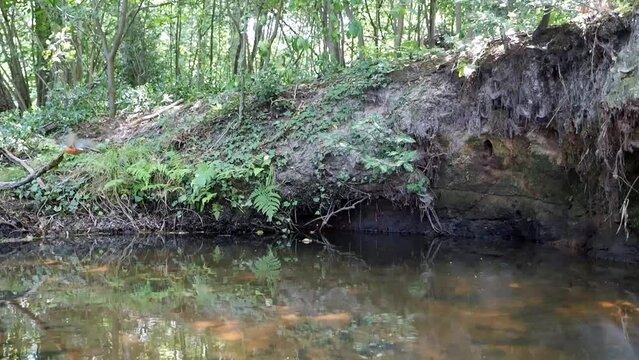 Common kingfisher (Alcedo atthis) approaching the breeding burrow in slow motion, North Rhine-Westphalia, Germany, Europe
