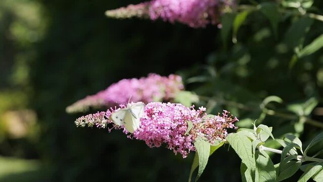 Cabbage butterfly (Pieris brassicae) sucking nectar on the flower of the butterfly-bush (Buddleja davidii), North Rhine-Westphalia, Germany, Europe