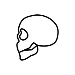 a Human skull illustration