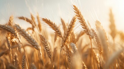 Fototapeta premium Wheat field with Sunny Light Background, Ears of Wheat on the Field, Agriculture, Harvesting. Generative AI