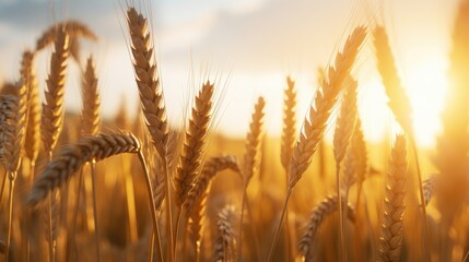 Wheat field with Sunny Light Background, Ears of Wheat on the Field, Agriculture, Harvesting. Generative AI