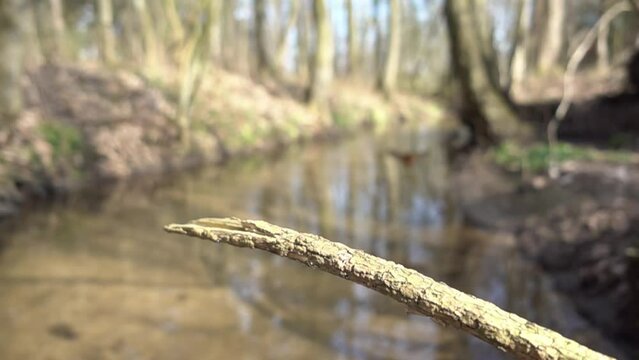 Common kingfisher (Alcedo atthis) male flying to his preferred perch on the bank of a stream, slow motion, North Rhine-Westphalia, Germany, Europe