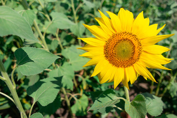 yellow sunflowers in the field. Bumblebee and honeybee on yellow sunflower in summer time. Bee and bumble bee on sunflower bloom in agricultural field, closeup. Many sunflower blooms in summer meadow