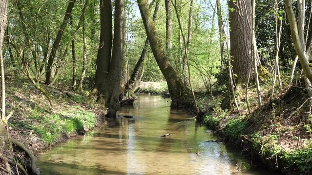 Stream with clean water, common kingfisher (Alcedo atthis) biotope, North Rhine-Westphalia, Germany, Europe