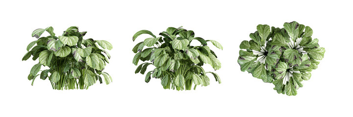 Isometric plant in 3d rendering on white background