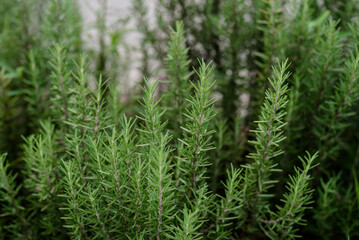 Close up fress rosemary plants, is a shrub with fragrant, evergreen,
native to the Mediterranean region.