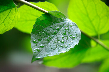 Colorful plants in summer garden