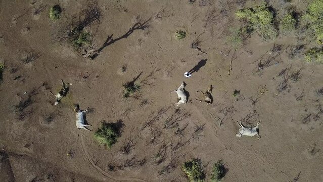 Aerial view of dead cows during the drought Oromia Ethiopia