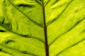 An elephant ear leaf, taro leaf texture, Colocasia esculenta, backlight shot. Natural background.
