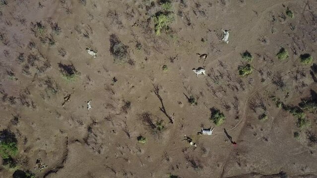 Aerial view of dead cows during the drought Oromia Ethiopia