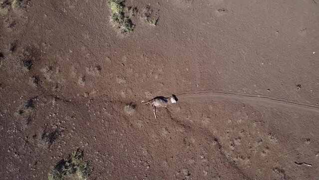 Aerial view of dead cows during the drought Oromia Ethiopia