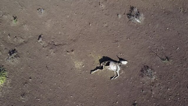 Aerial view of dead cows during the drought Oromia Ethiopia